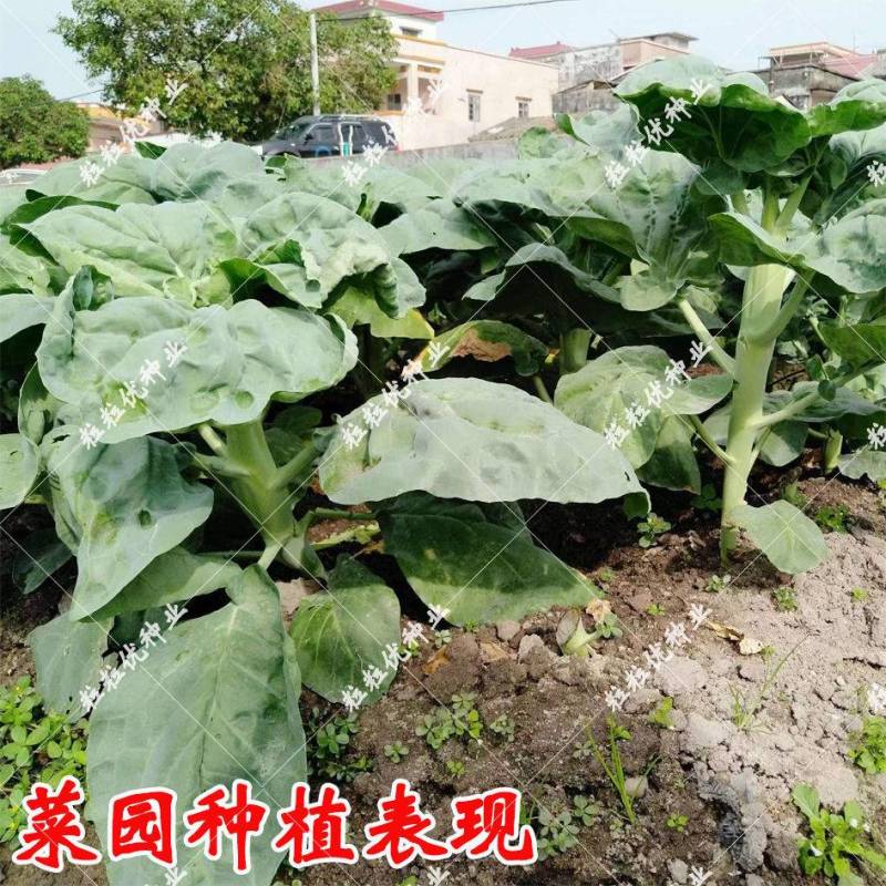 芥兰菜种子广东甜脆鸡腿芥蓝种籽香菇芥兰菜种子南方小介兰菜