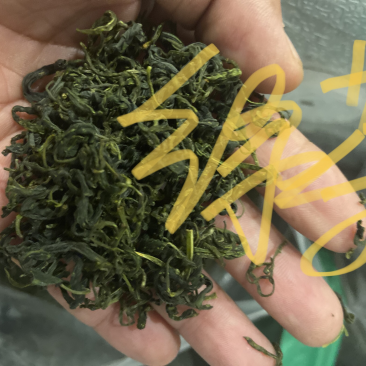 绿茶