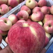 山东红露苹果大量上市了，口感脆甜，产地直销，货源充足，