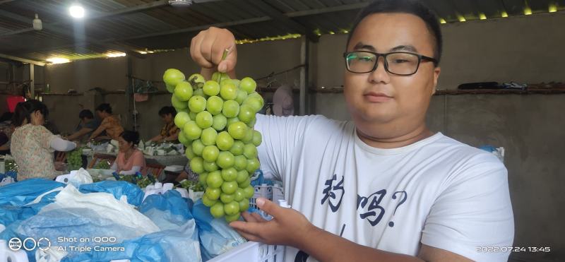 澧县阳光玫瑰葡萄对接各大电商平台，批发市场，商超
