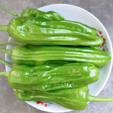 芜湖椒，高山薄皮椒，保质保量，诚信经营，欢迎订购。