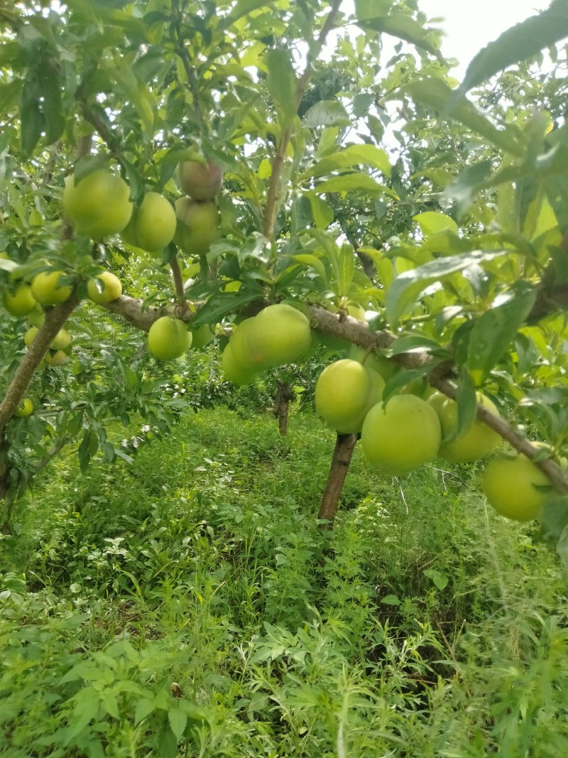 大红袍李子，产地货源口感好，皮薄汁多甜口