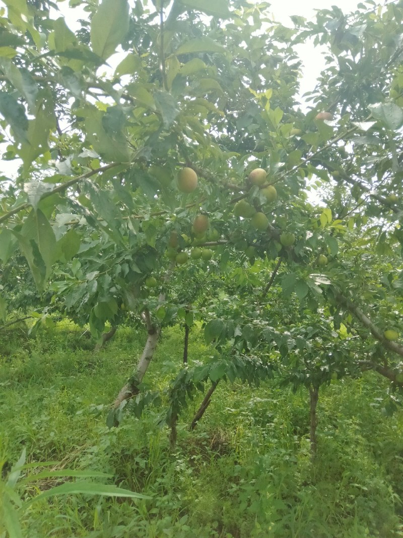 大红袍李子，产地货源口感好，皮薄汁多甜口