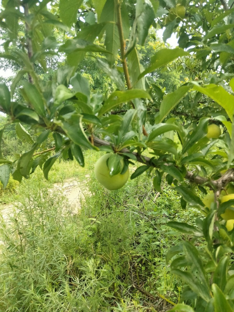 大红袍李子，产地货源口感好，皮薄汁多甜口