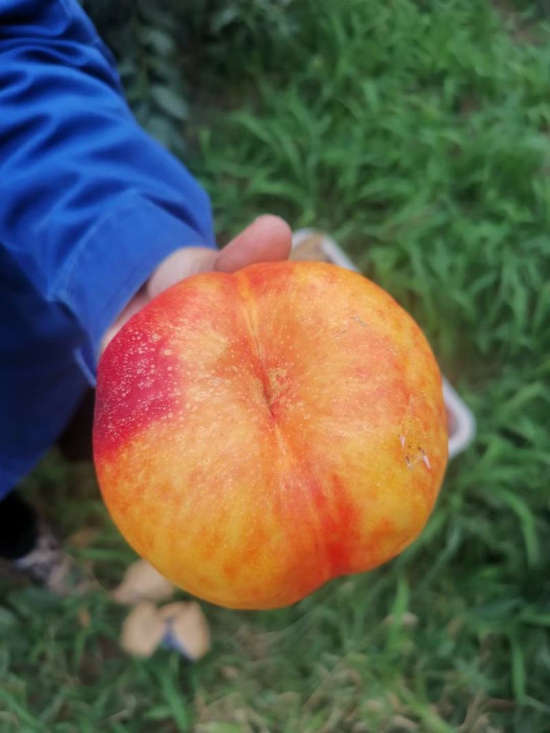 油蟠桃精品