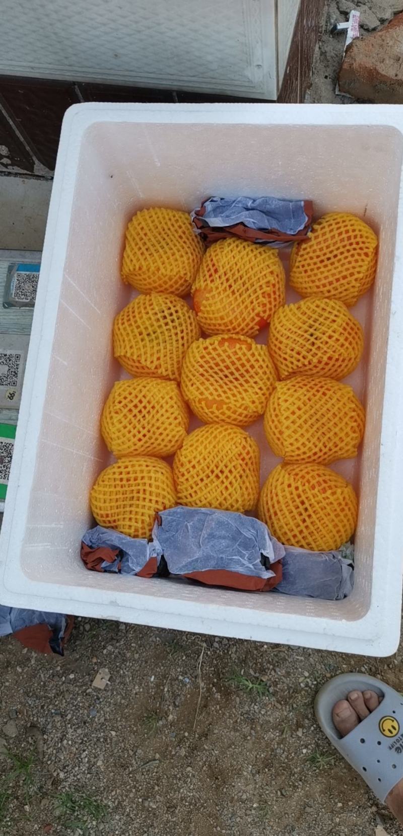 油蟠桃精品