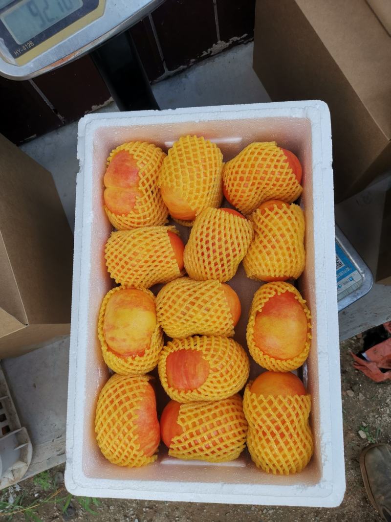 油蟠桃精品