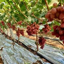 夏黑根系嫁接中国红玫瑰葡萄苗繁育基地品种齐全有需致电