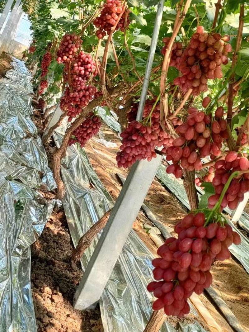 夏黑根系嫁接中国红玫瑰葡萄苗繁育基地品种齐全有需致电