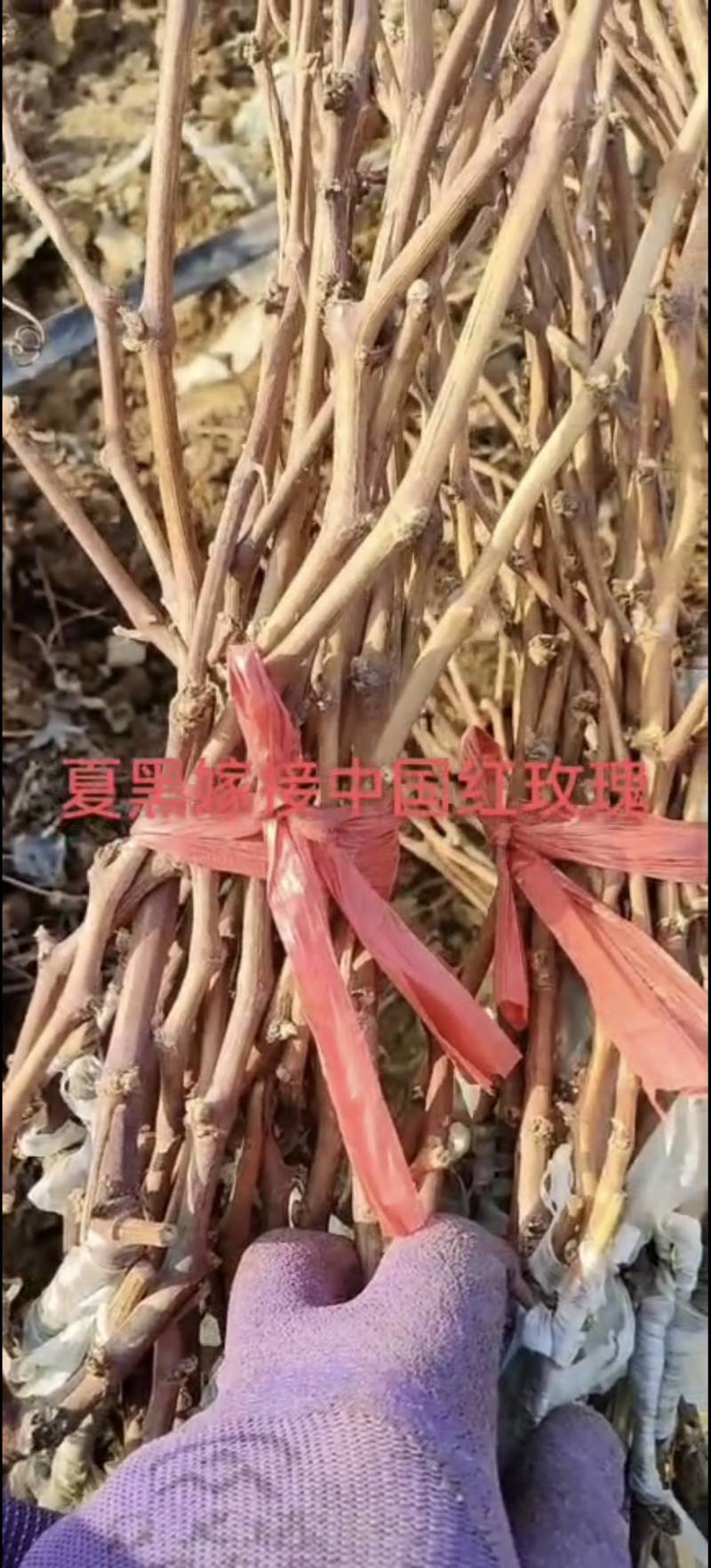 夏黑根系嫁接中国红玫瑰葡萄苗繁育基地品种齐全有需致电