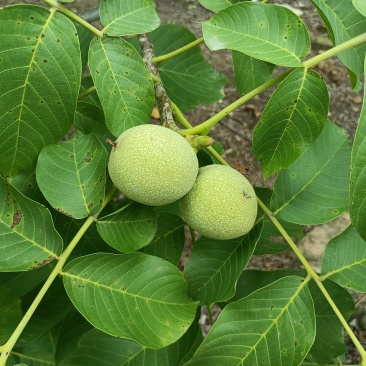 清香核桃预订中