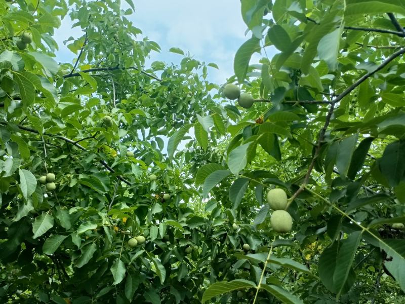 清香核桃预订中