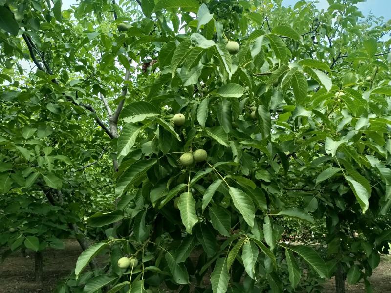 清香核桃预订中