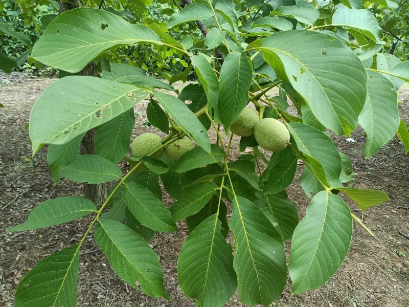 清香核桃预订中