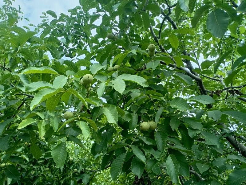 清香核桃预订中