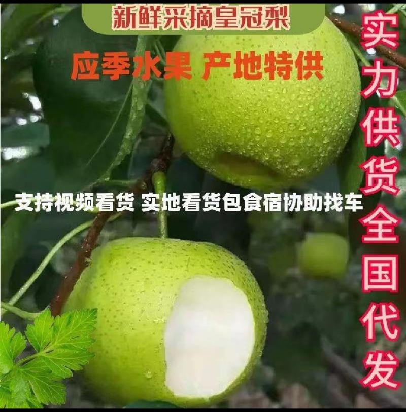 安徽砀山皇冠梨大量上市！价格便宜，甘甜多汁欢迎老板来采购