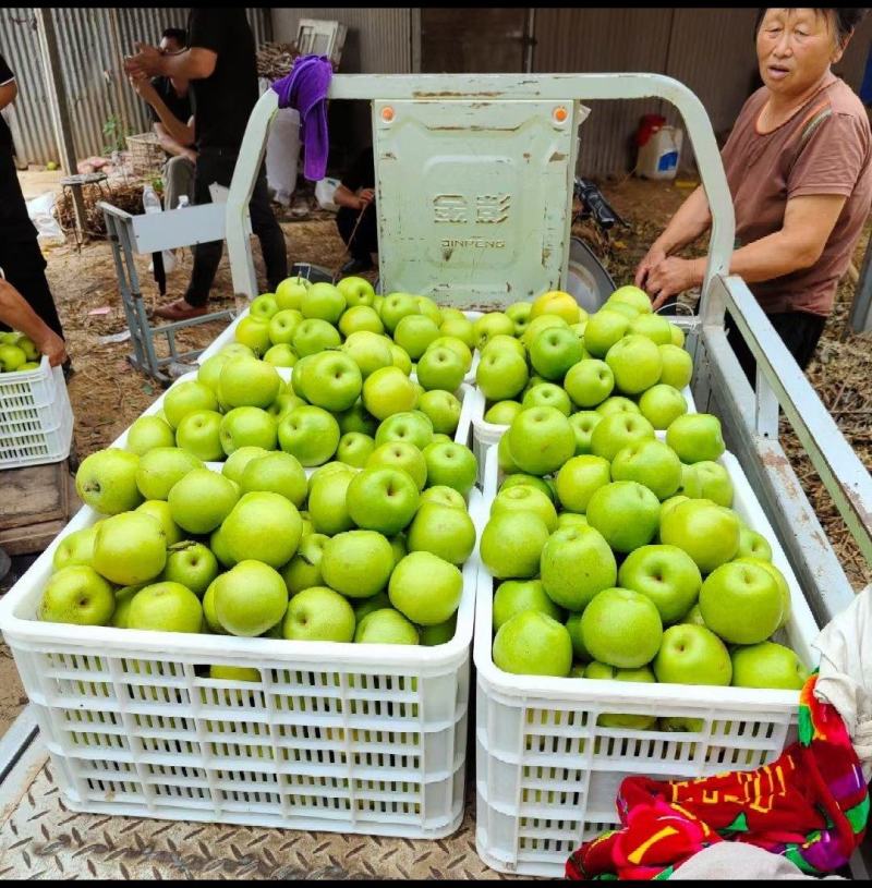 安徽砀山皇冠梨大量上市！价格便宜，甘甜多汁欢迎老板来采购
