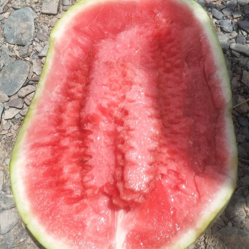 【硒砂瓜】宁夏石缝瓜头茬大量供应电商品质批发价格
