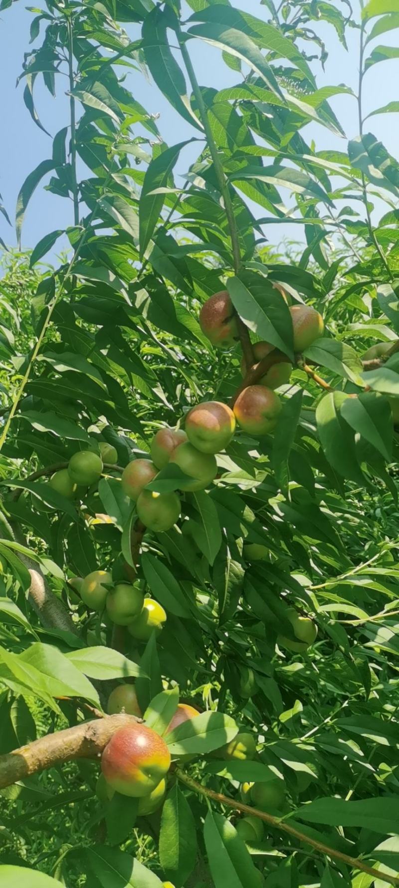 珍珠枣油桃，油桃，脆甜桃子，山西诚信代办