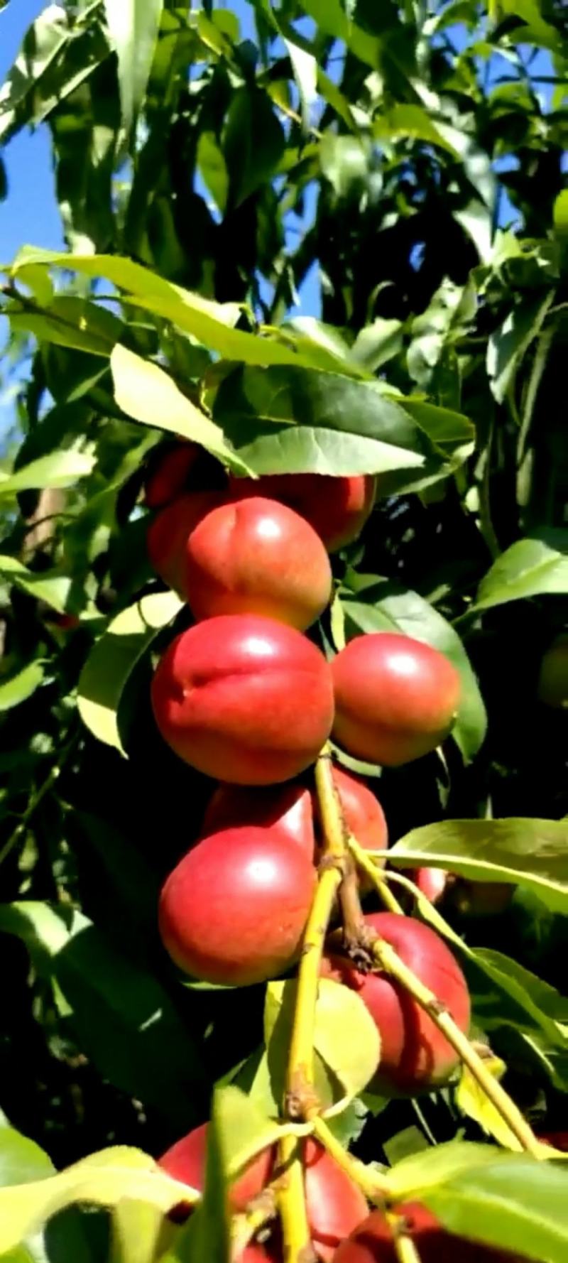 珍珠枣油桃，油桃，脆甜桃子，山西诚信代办