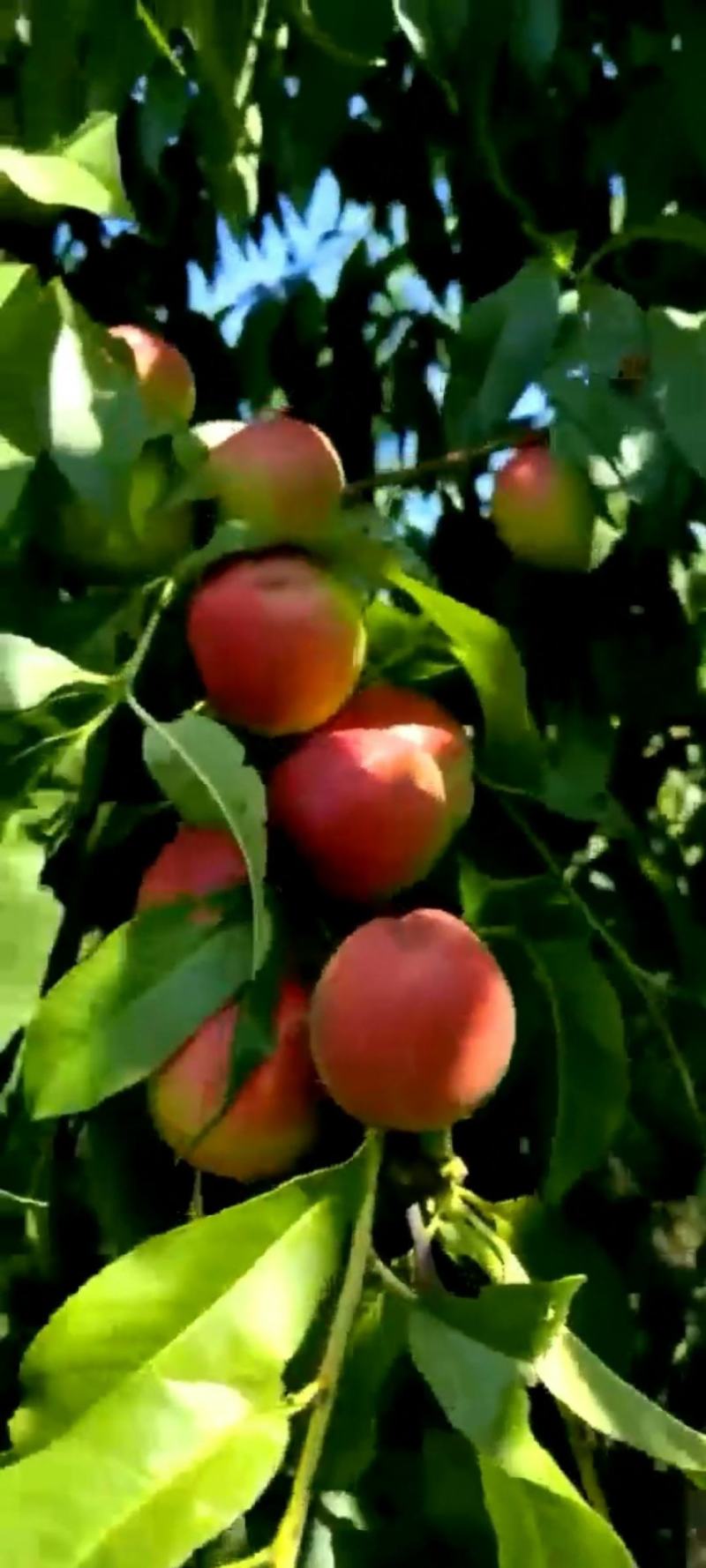 珍珠枣油桃，油桃，脆甜桃子，山西诚信代办