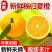 【精品夏橙】地头看货水份充足，质量保证，欢迎果园看货采购