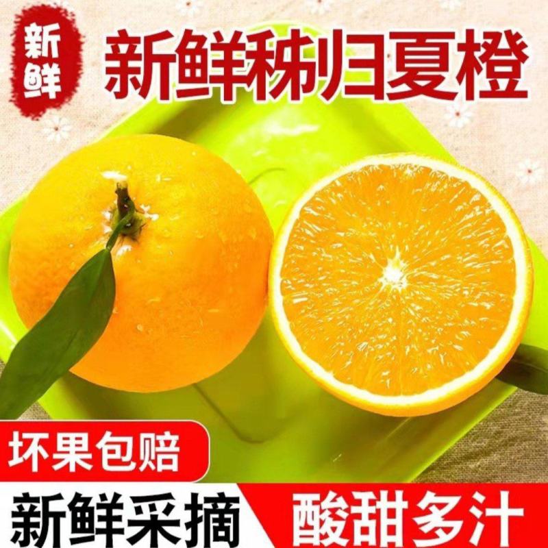 【精品夏橙】地头看货水份充足，质量保证，欢迎果园看货采购