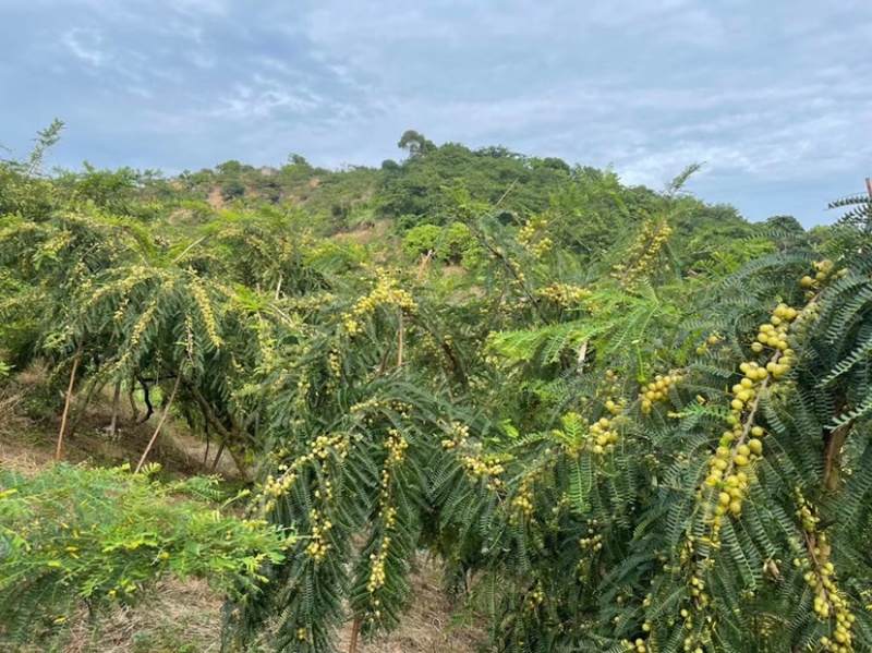 油甘果，应季新鲜水果目前是新油甘，供应赤皮和玻璃种。