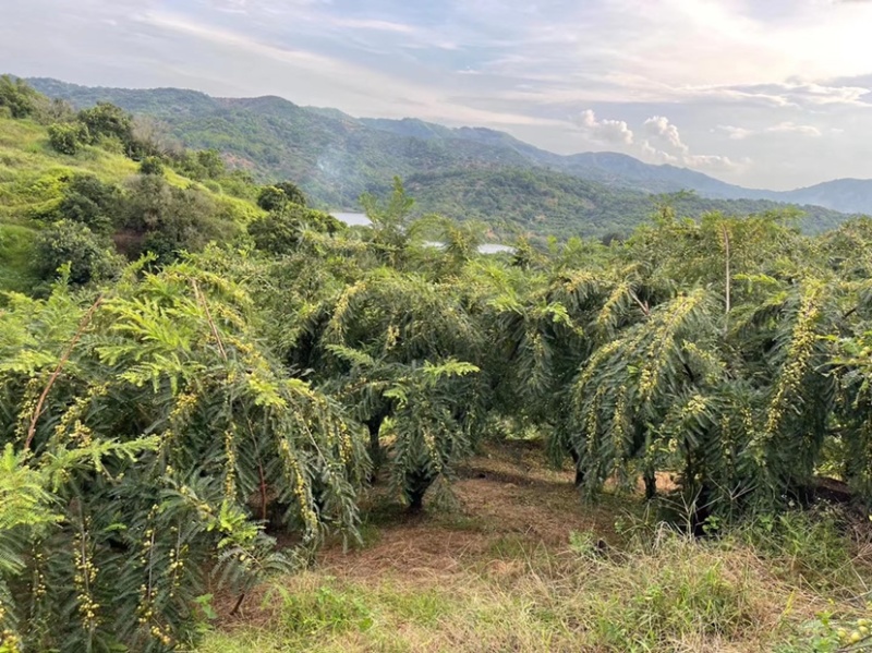 油甘果，应季新鲜水果目前是新油甘，供应赤皮和玻璃种。