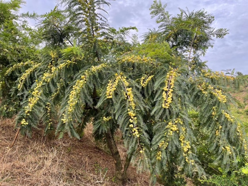 油甘果，应季新鲜水果目前是新油甘，供应赤皮和玻璃种。