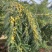 油甘果，应季新鲜水果目前是新油甘，供应赤皮和玻璃种。