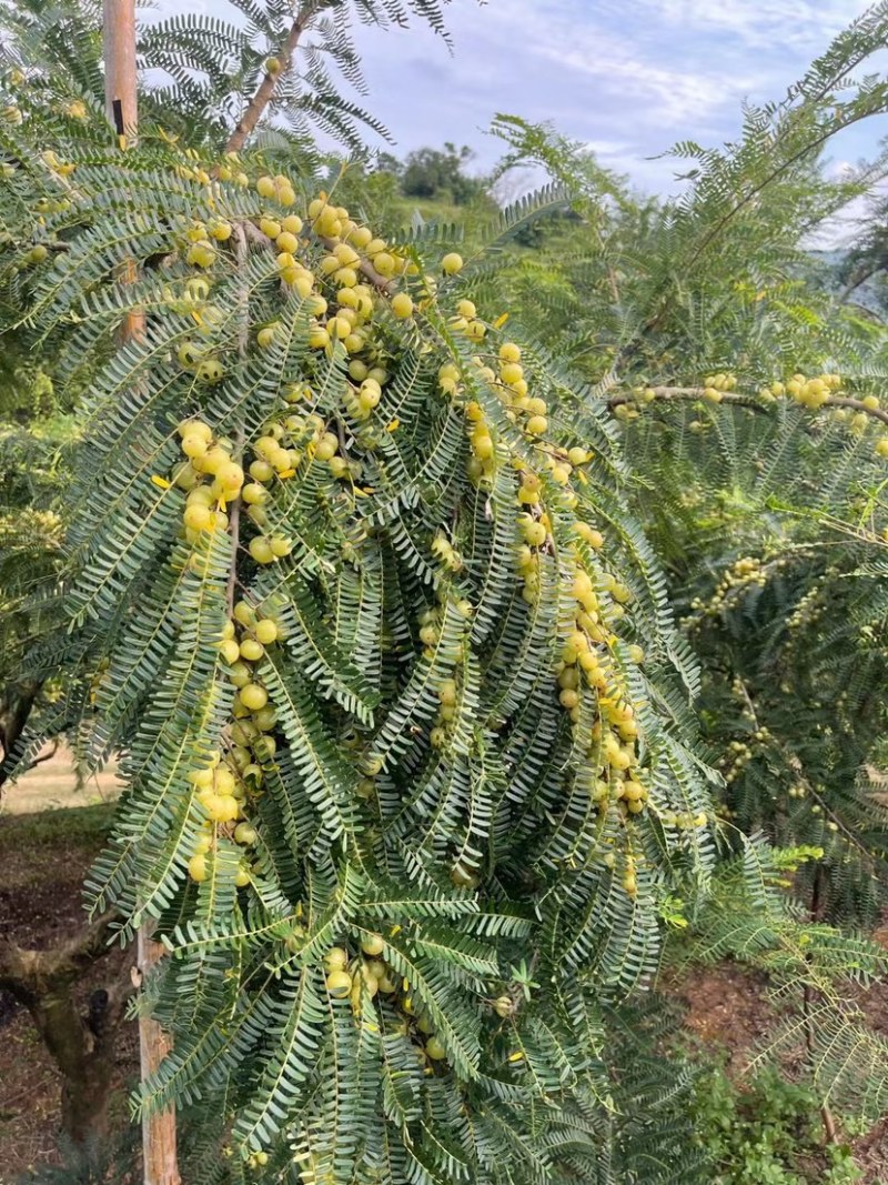 油甘果，应季新鲜水果目前是新油甘，供应赤皮和玻璃种。