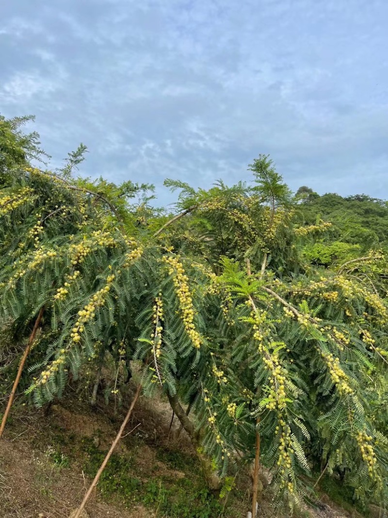 油甘果，应季新鲜水果目前是新油甘，供应赤皮和玻璃种。
