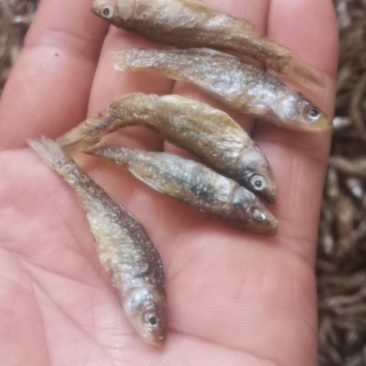 麦穗鱼