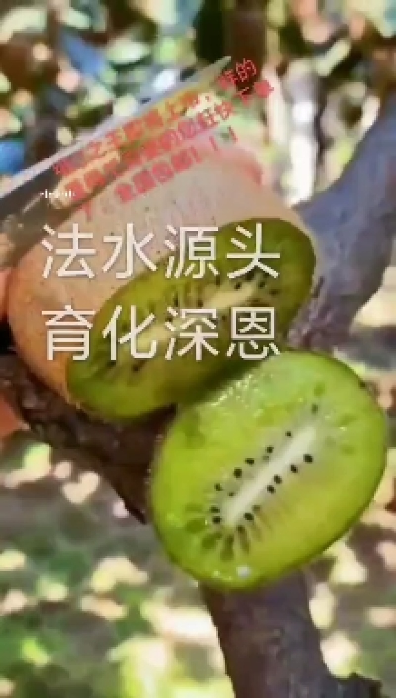 徐香猕猴桃