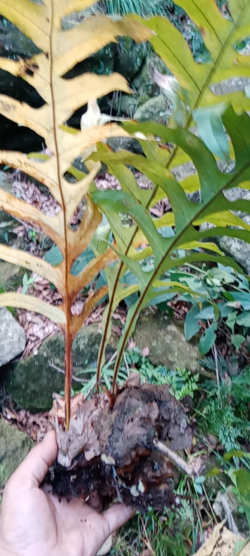 野生补碎骨