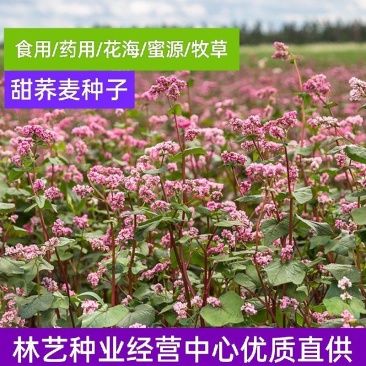 甜荞麦种子杂粮作物芽苗菜高产花草饲用牧草蜜源花青饲料荞麦