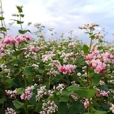 甜荞麦种子营养丰富杂粮作物新种高芽苗菜蜜源饲料牧草荞麦草