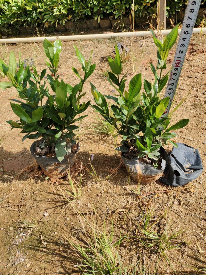 小叶龙船花7斤袋和5斤袋，价格优惠，品质保证诚信经营欢迎