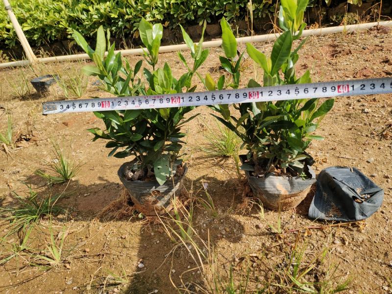 小叶龙船花7斤袋和5斤袋，价格优惠，品质保证诚信经营欢迎