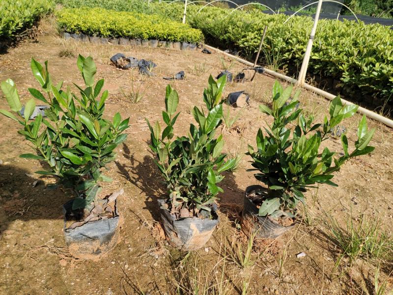 小叶龙船花7斤袋和5斤袋，价格优惠，品质保证诚信经营欢迎