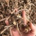 羊耳菊根白牛胆中药材量大质优价格优惠欢迎咨询采购