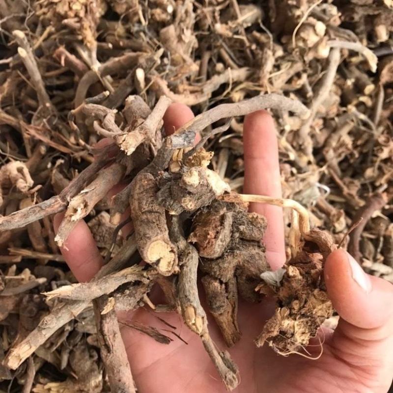 羊耳菊根白牛胆中药材量大质优价格优惠欢迎咨询采购