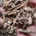 羊耳菊根白牛胆中药材量大质优价格优惠欢迎咨询采购