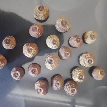 刺梨干果