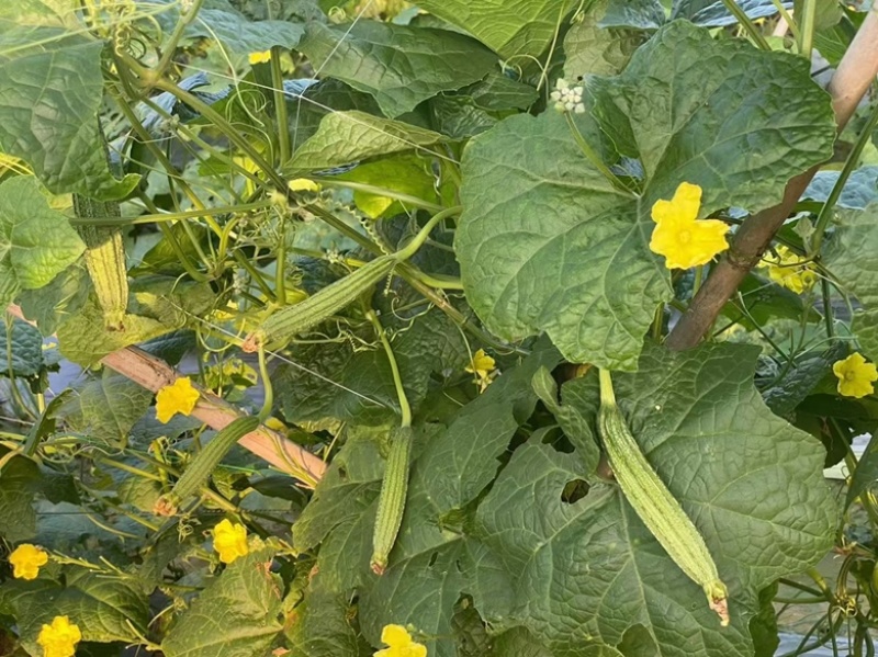 花点丝瓜苗（耐热、耐寒）