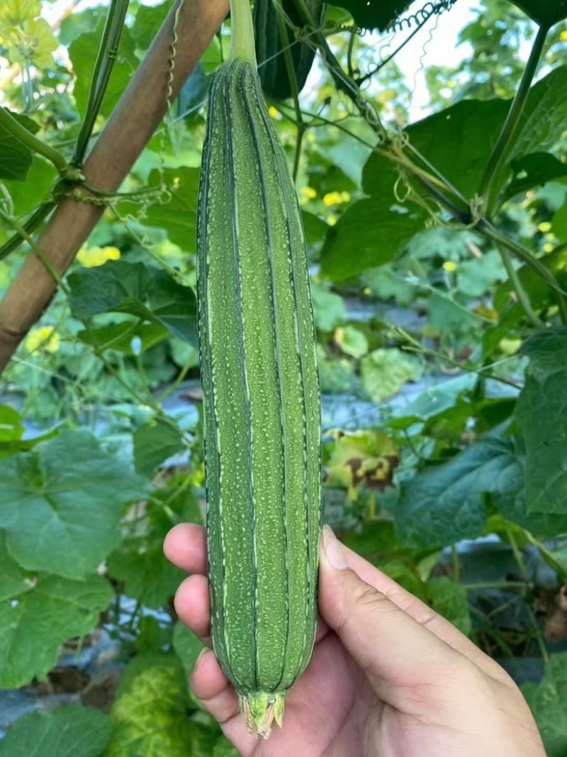 花点丝瓜苗（耐热、耐寒）