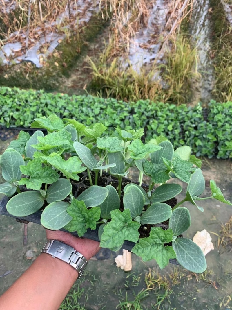 花点丝瓜苗（耐热、耐寒）