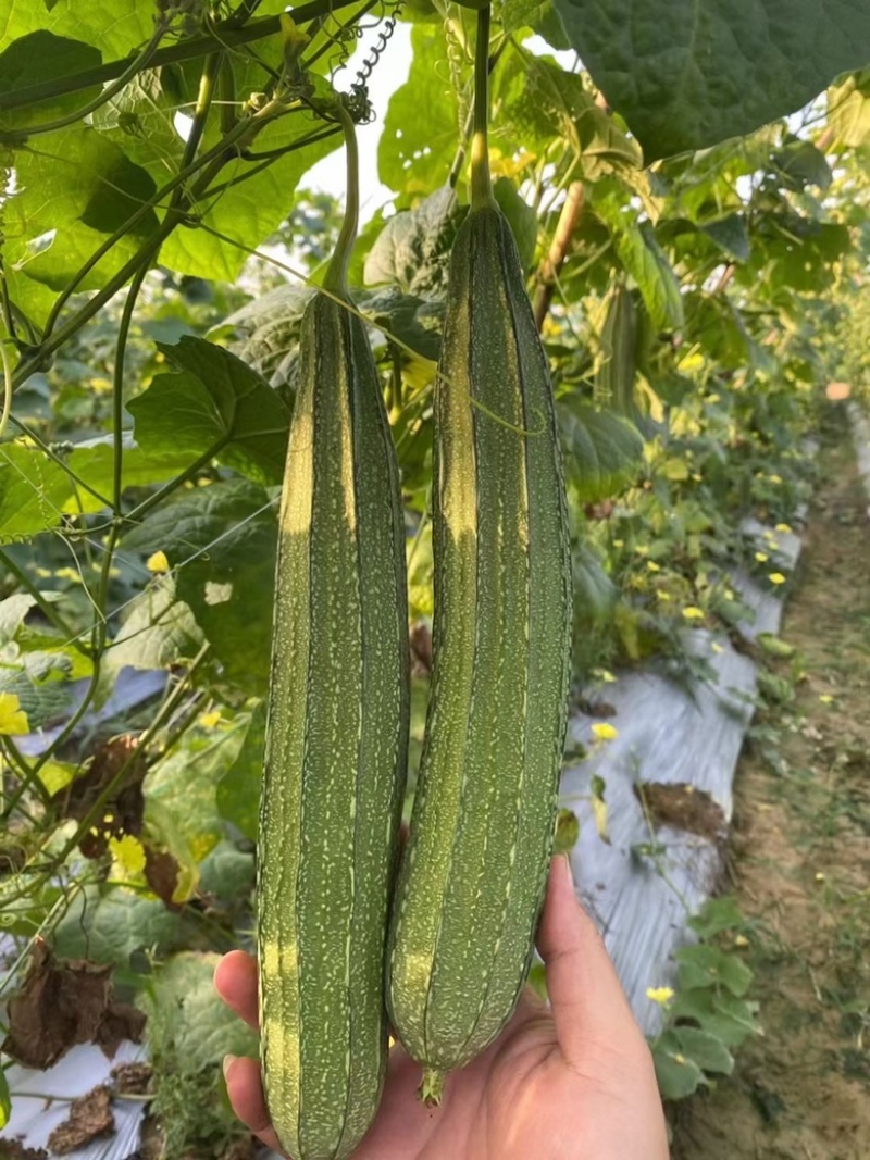 花点丝瓜苗（耐热、耐寒）