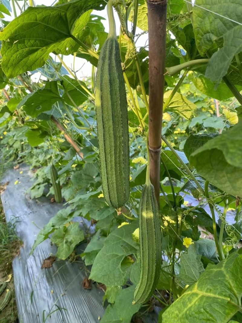 花点丝瓜苗（耐热、耐寒）